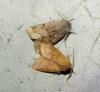 Orthosia incerta